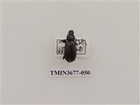 藏品(偽步行蟲)的圖片